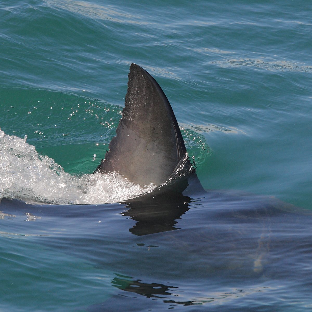 dorsal fin of great white shark, Carcharodon carcharias, False Bay, South Africa